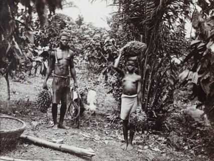 View of two figures with bunches of palm kernels in cultivated grove