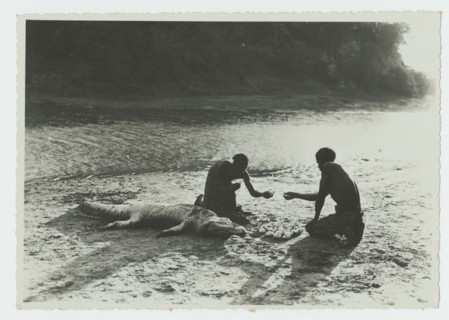 Dead crocodile in Webi Shebelli River, Somalia