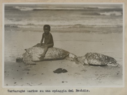 Boy with sea turtles on the beach, Benadir