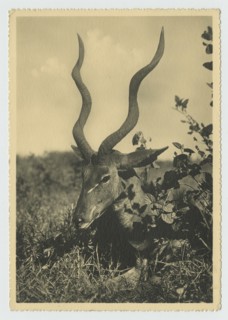 Antelope, Somalia