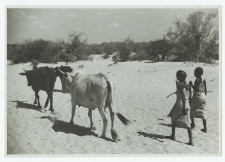 Somali girls driving cattle