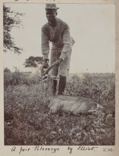 Hunted gazelle