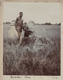 Hunted emu