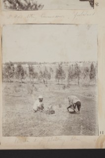 Farm labourers planting trees