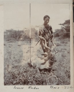 Hunted lesser kudu