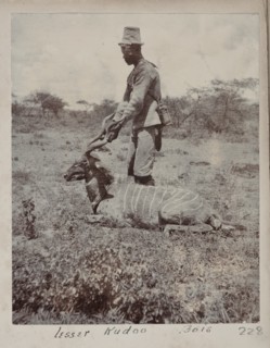 Hunted kudu