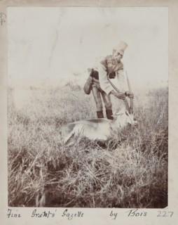 Hunted gazelle