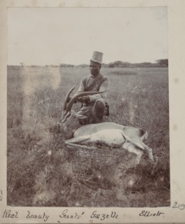 Hunted gazelle