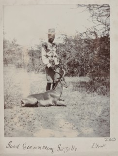 Hunted gazelle