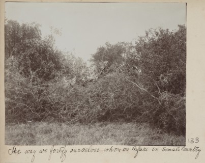 Somali bush country