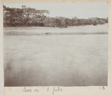 Crocodiles on River Juba