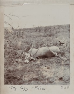 Hunted oryx beisa