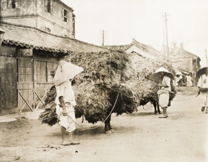 Bulls laden with pine branches