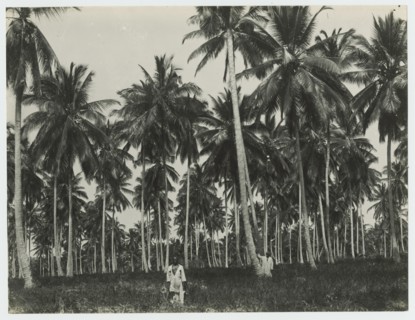 Palm forest, Zanzibar