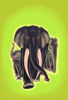 Indian Elephants 1934
