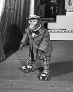 Chimpanzee On Skates
