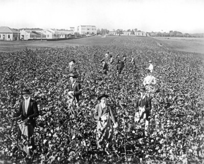 Picking Cotton