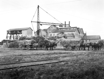Sugar Cane Wagons
