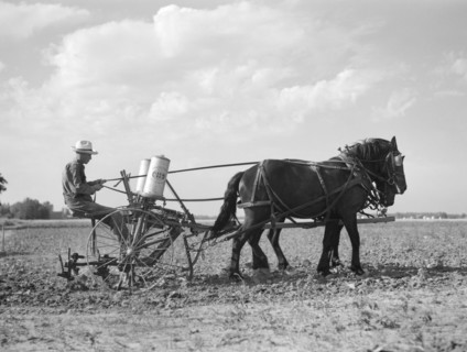 Farmer Fertilizing Corn