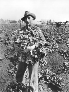 Harvesting Rhubarb In Alameda