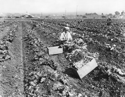 Harvesting Rhubarb In Alameda