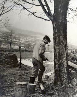 Maple Syrup Tapping