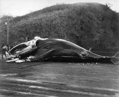A Whale Being Butchered