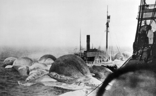 Whaling Ship