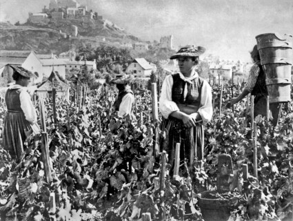 Picking Grapes In Switzerland