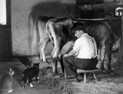Milking Time On The Farm