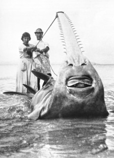 World Record Sawfish