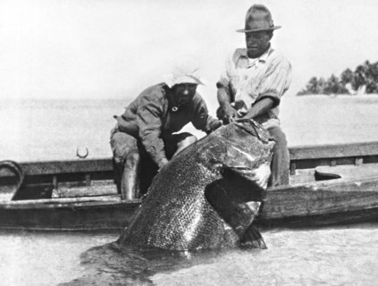 817 Pound Grouper