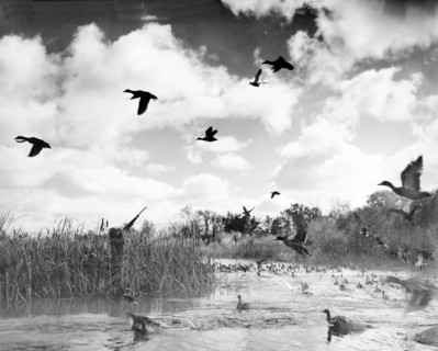 Duck Hunter Taking Aim