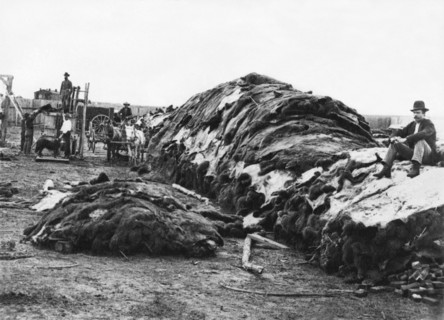 Dodge City Buffalo Hides