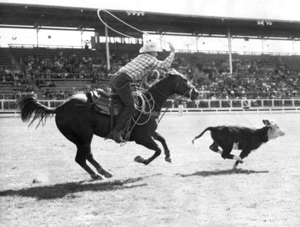 Rodeo Calf Roping Contest