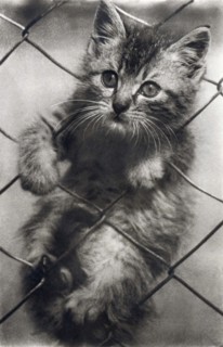 Fenced In Kitten