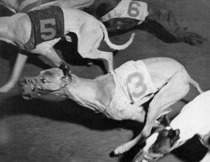 Dog Racing Track