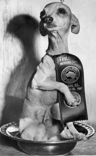 Champion Chihauhau