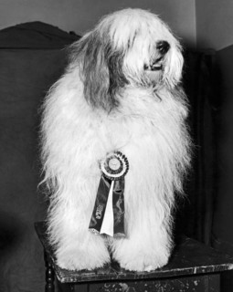 Champion Sheepdog