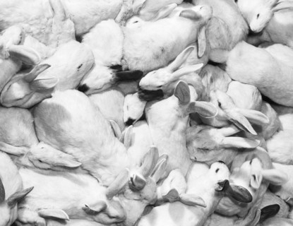 A Group Of Rabbits