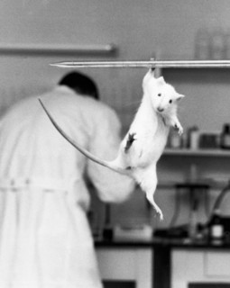 Just Hanging Lab Rat