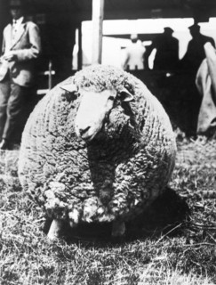First Prize Winning Sheep