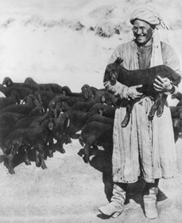 Black Sheep Has Wool