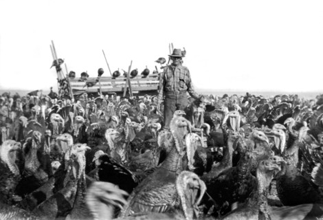 A Turkey Rancher