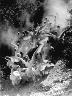 San Diego, California:  1935.
This photograph, "The Geese", by Erno Vadas (1899-1962) was the