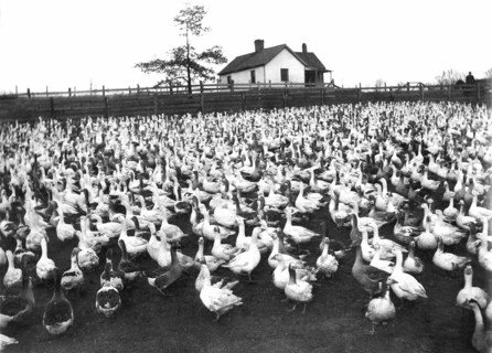 A Goose Ranch