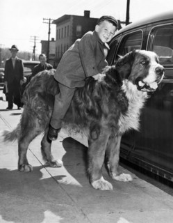 A three year old boy takes a ride on a St. Bernard.