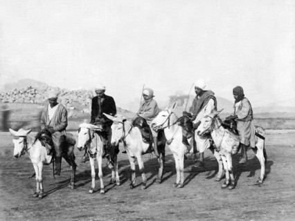 Egyptian Donkeys