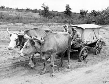 Russian Peasants With Ox Cart