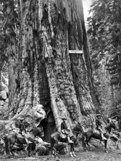 The General Grant Tree